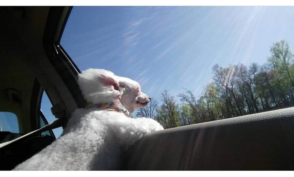 weartopshelf's tweet photo. missing my baby gurl 🐩💕
#poodle #dogsoftwitter https://t.co/3nGm9pn40R