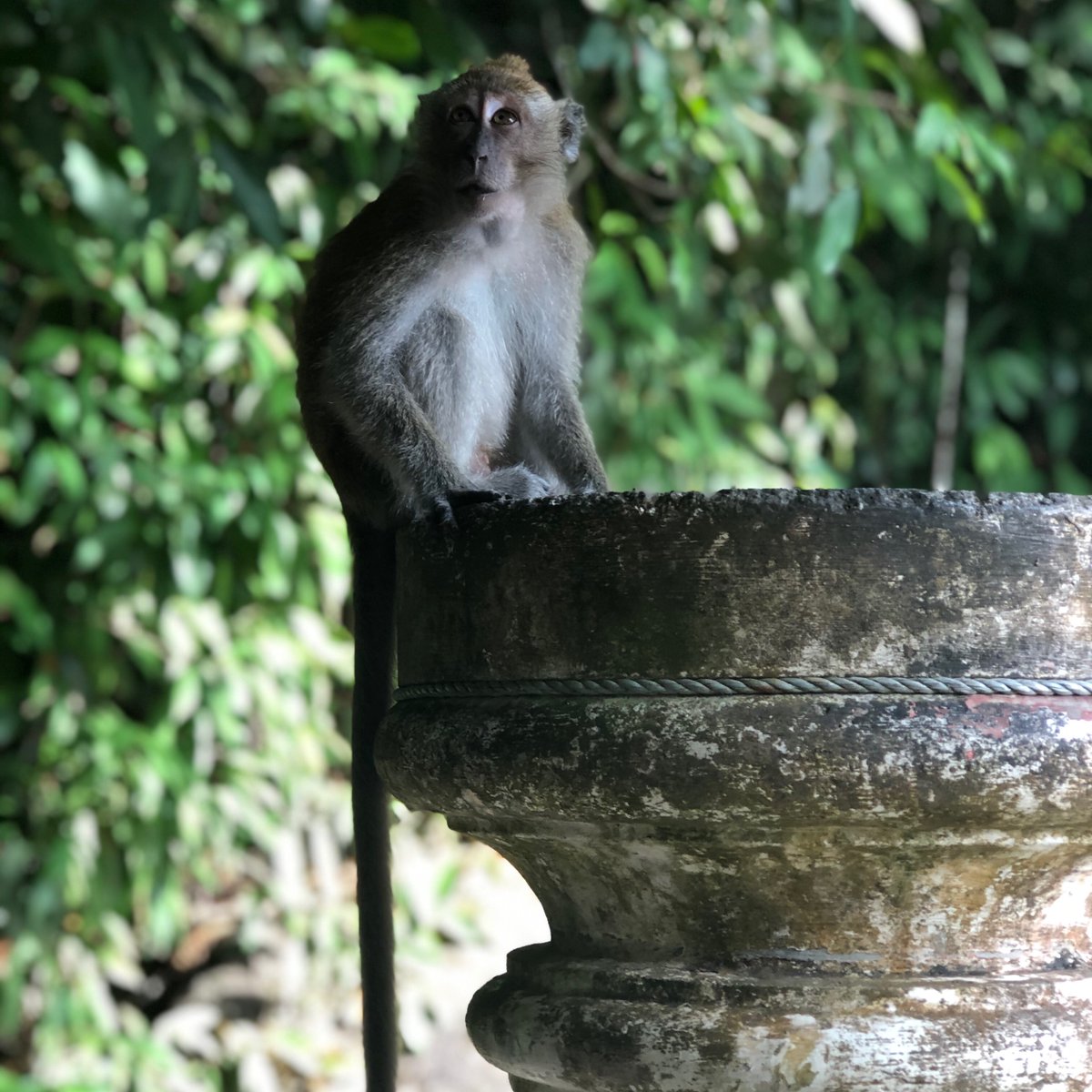 Incredible wildlife at Penang National Park. We were on the hunt for monitor lizards when we saw this monkey! ⁣
⁣
#wildlife #wildlifephotography #monkeys #malaysia #penang #travel #travelasia #traveltheworld #familieswhoadventure #explore #kidswhoexplore