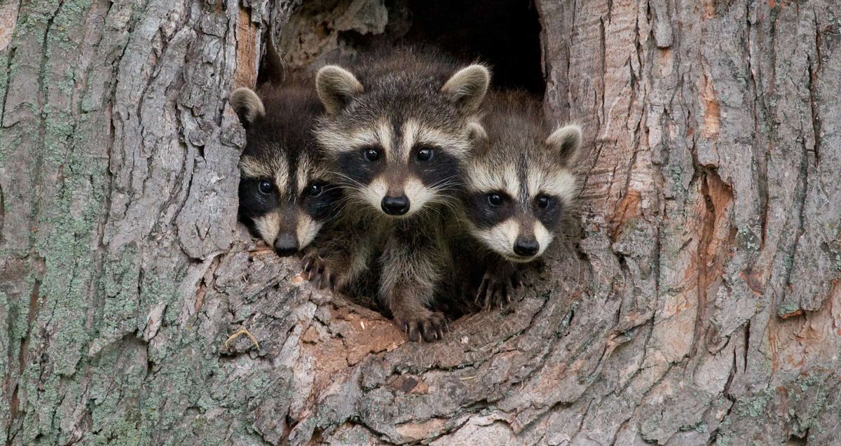 Paterson_Falls's tweet photo. #TriviaTuesdayAnswer Raccoons! These fluffy bandits are found not only in North and Central American, but in Europe and Japan as well. A close relative to the raccoon is the rain forest animal, the Kinkajou. https://t.co/RqTiHj5hxV