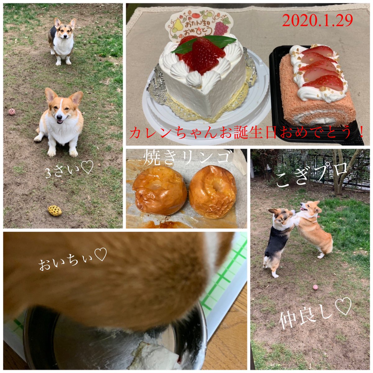 torichan_Flora's tweet photo. Happy Birthday 🎉カレンちゃん🎂
2020.1.29 今日3歳になりました💖
まだまだお子ちゃまで落ち着きがないお嬢です(笑)
ワンコレシピで焼きリンゴを焼いてパパはワンコケーキを買って来てくれてお祝いしました(❀´∀`❀)
カレンちゃんもアランくんもあっという間に完食😆
残りはまた明日ね♡😊 https://t.co/4JZX29h9GV
