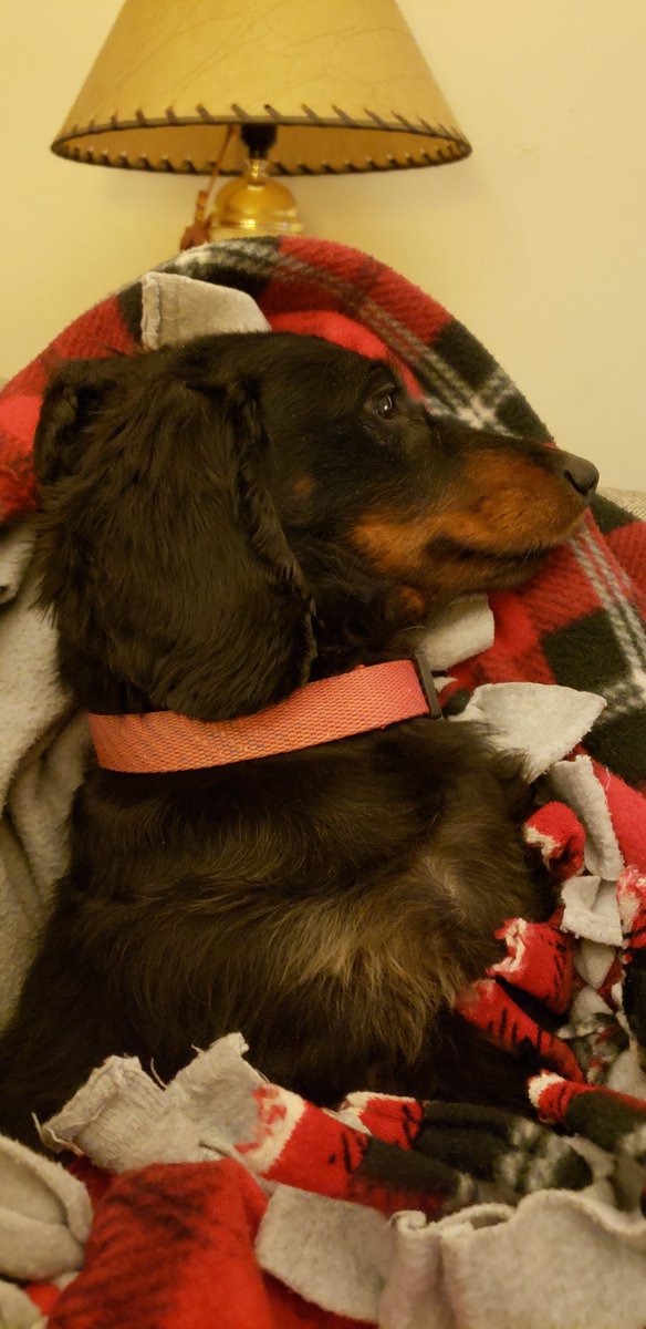 walkyourdog1st's tweet photo. The baby girl being sweet again https://t.co/RU5tCh2CSL