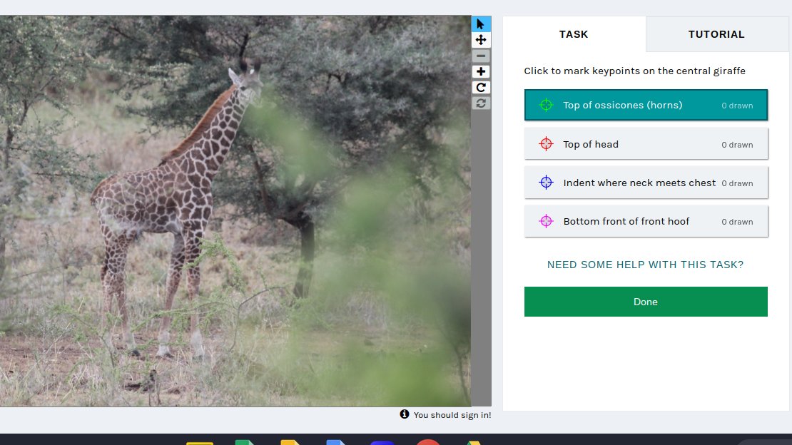 jennag211's tweet photo. Helping to measure some giraffes on @the_zooniverse 
#taysci2 https://t.co/KhulLXjuZ2