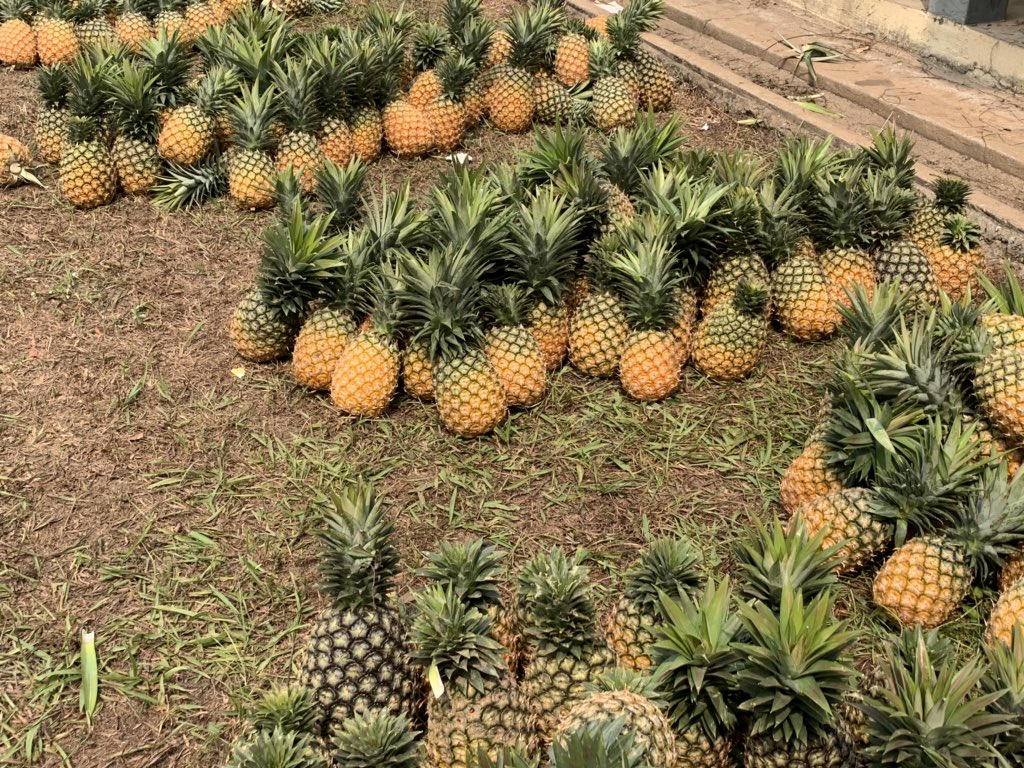 Pineapple Value Chain Project Carp+ Ghana tweet media
