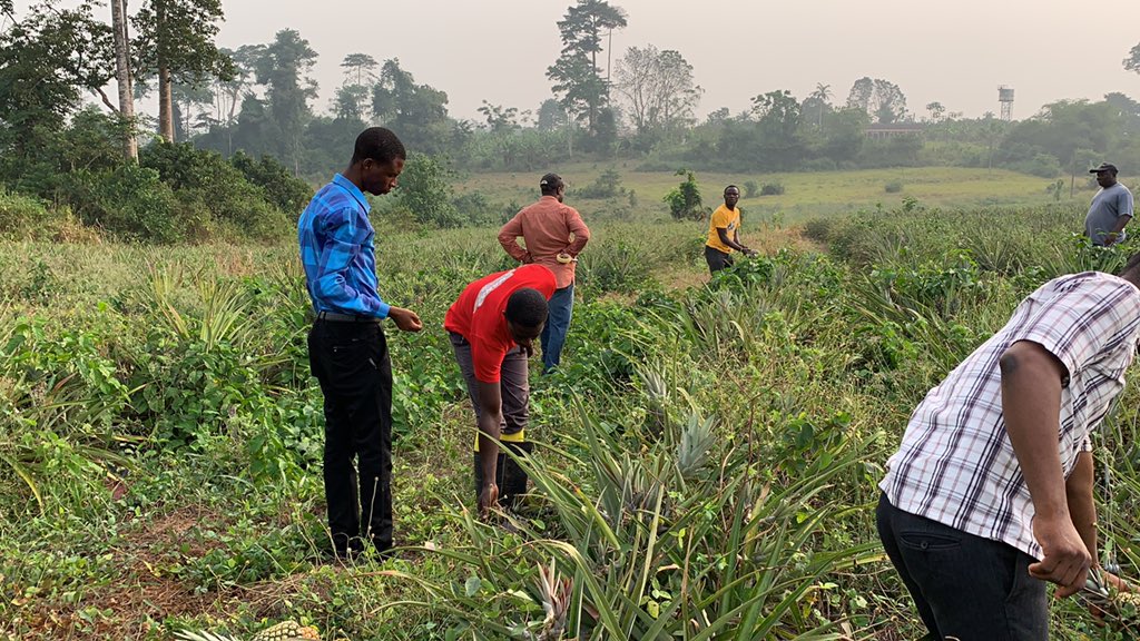 Fruits from our Mother Gardens and Farmers’ Demonstration Plots ready for the market. <a href="/MastercardFdn/">Mastercard Foundation</a>, <a href="/ruforumsec/">RUFORUM</a>, <a href="/UCCGH_Official/">University of Cape Coast (UCC)</a> &amp; <a href="/DAEE_UCC/">Dpt of Agricultural Economics & Extension,UCC 🇬🇭</a> #support RUFORUM-UCC #CARP+