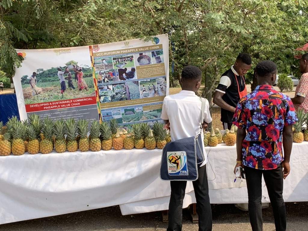 Pineapple Value Chain Project Carp+ Ghana tweet media