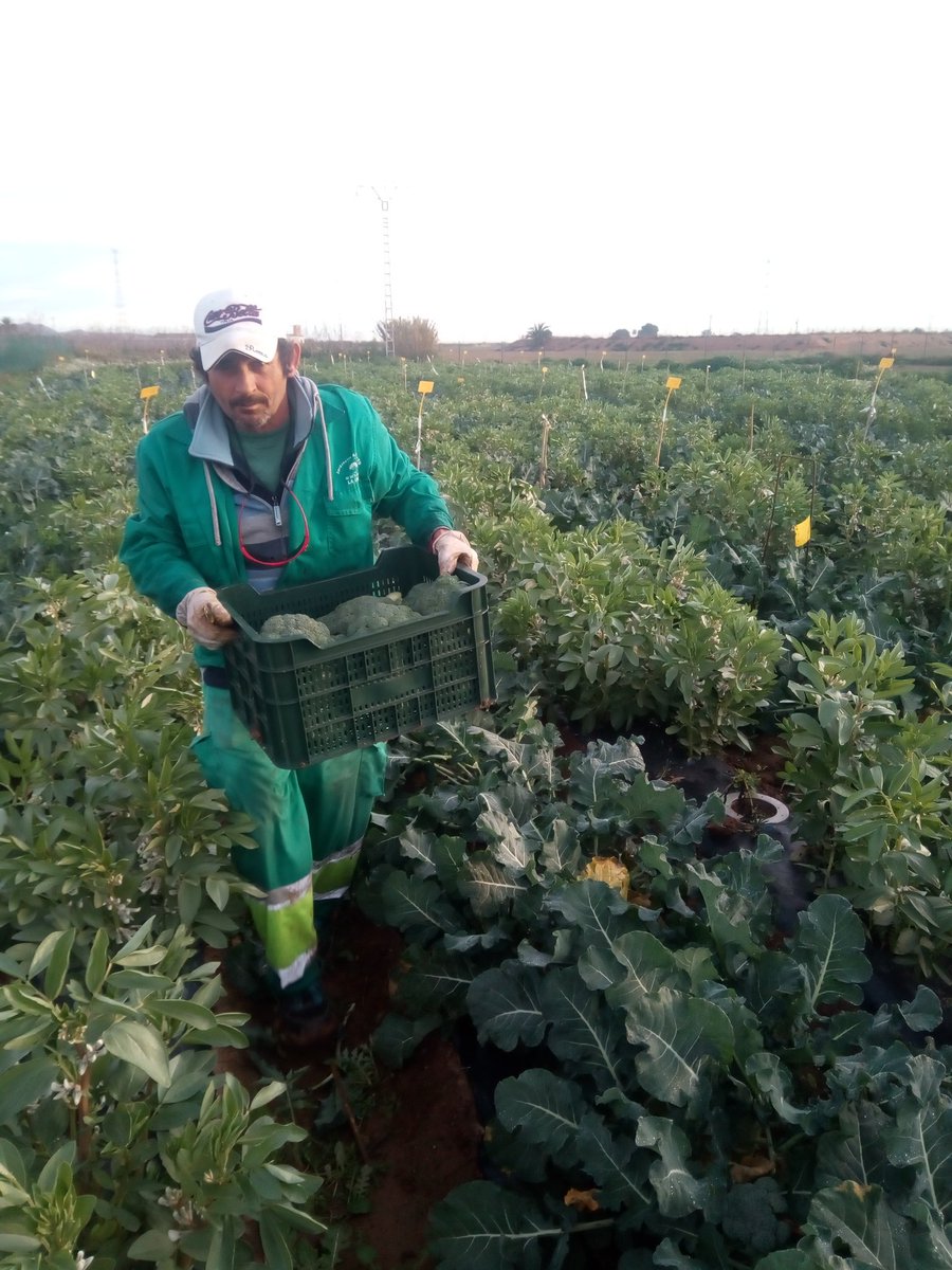 VirginiaSanNava's tweet photo. Today, first broccoli harvest in our CS16, where broccoli is intercropped with fava bean, using organic fertilizers @AsociaH @diverfarming @zornoza_raul https://t.co/Hvgg5fmpaY