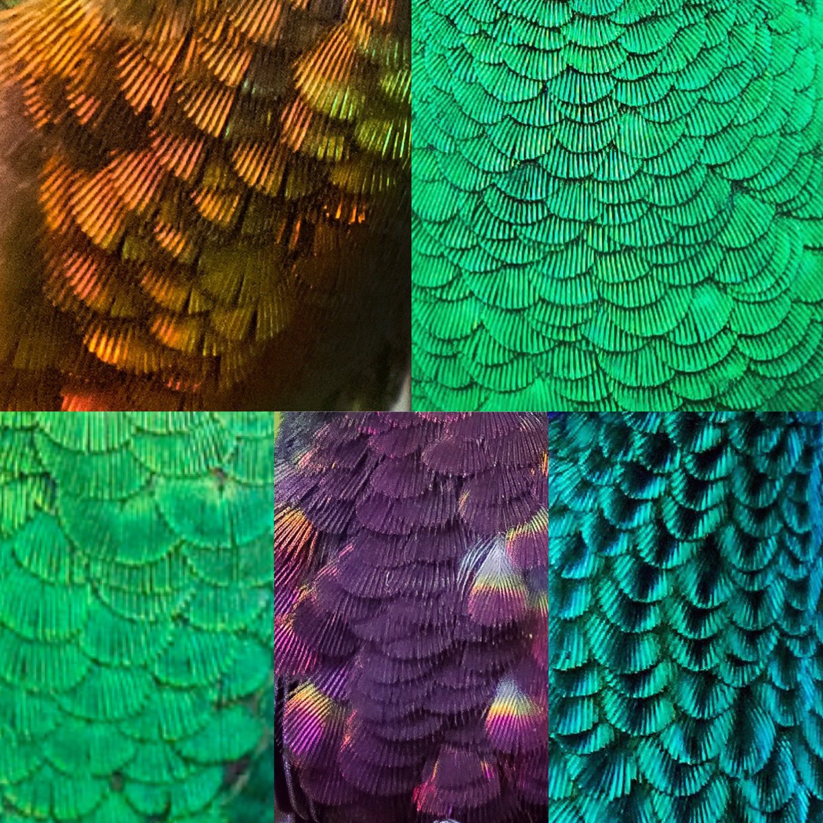Texturas de colibríes.