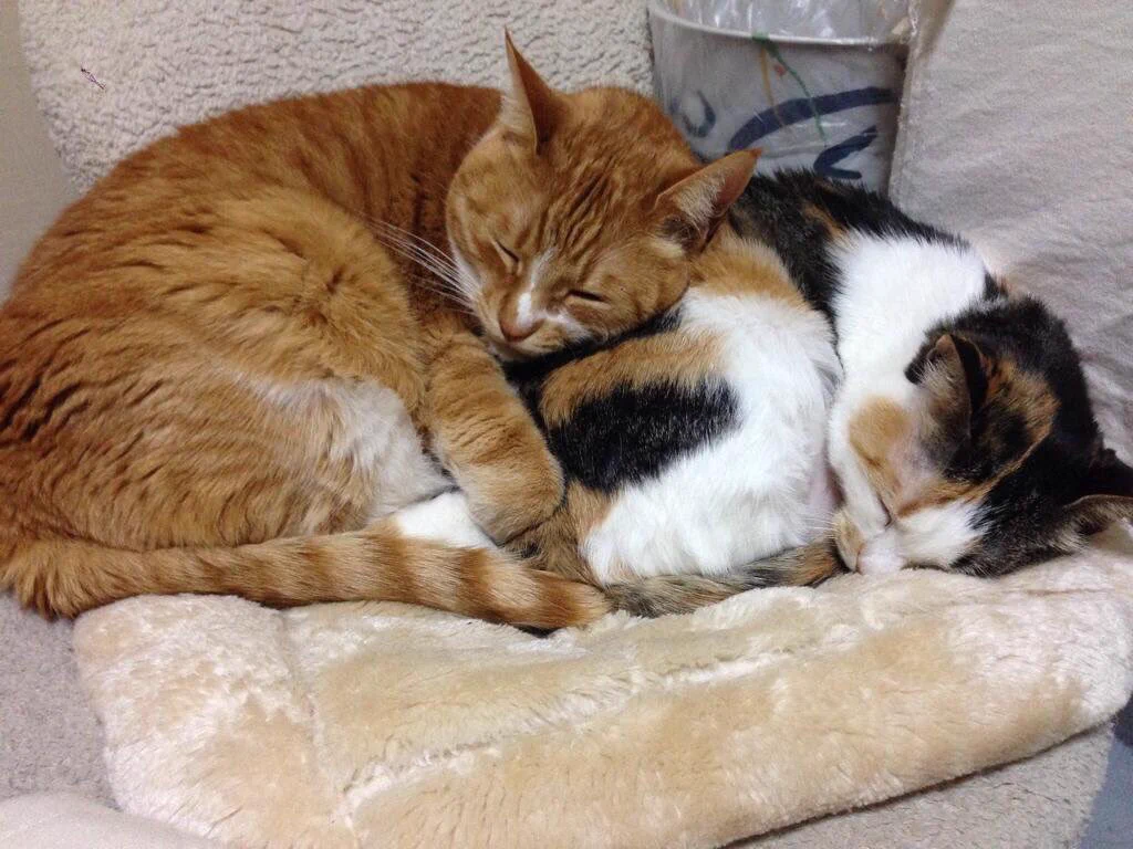 【これは反則だろ】1匹の子猫を引き取る予定が、いざ見に行ったらその気持ちが覆された