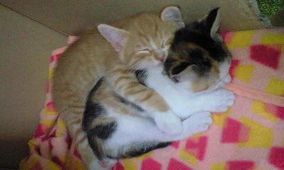 【これは反則だろ】1匹の子猫を引き取る予定が、いざ見に行ったらその気持ちが覆された