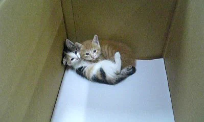 【これは反則だろ】1匹の子猫を引き取る予定が、いざ見に行ったらその気持ちが覆された