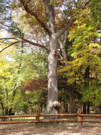 GNReGreenery's tweet photo. Healthy #OakTrees with poor soil need fertilizer to help them resist insect infestation and disease; for oak #TreeHelp call (905) 775-7444. https://t.co/0MLV5gKWDK https://t.co/t4X9O6qqKf