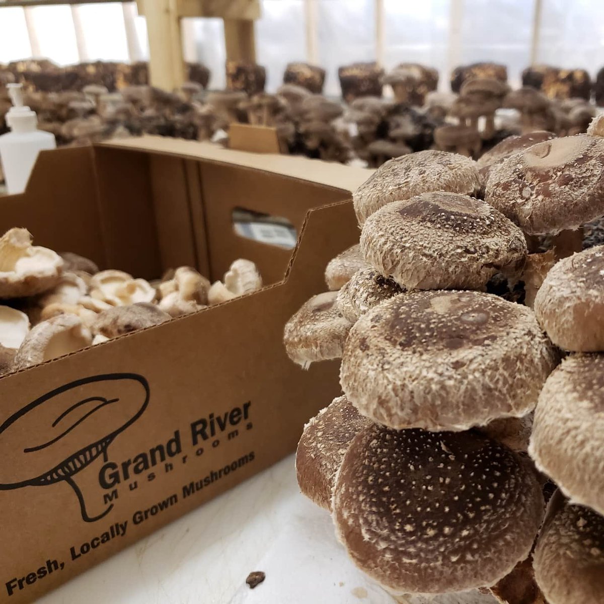 Picked today in your cooler tomorrow. 
100% local Missouri grown Shiitake.