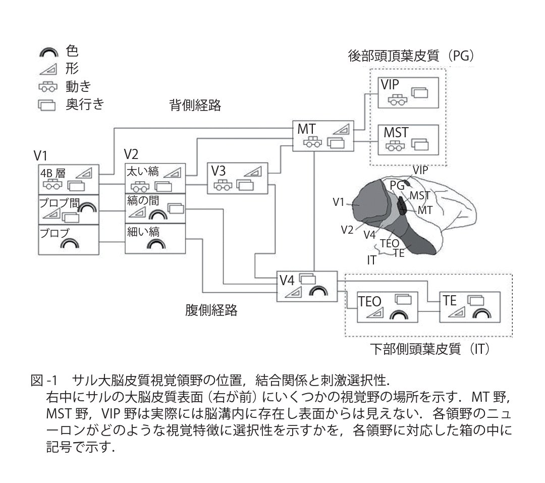 中島 智 En Twitter 脳の視覚情報処理 情報処理学会 Pdf T Co Vtp14extgw 視覚情報処理には２つの経路がある 腹側経路の細胞の活動は意識的な知覚により密接に関係している 一方 背側経路の細胞の活動は運動制御に用いられるが意識的知覚とは切り離さ