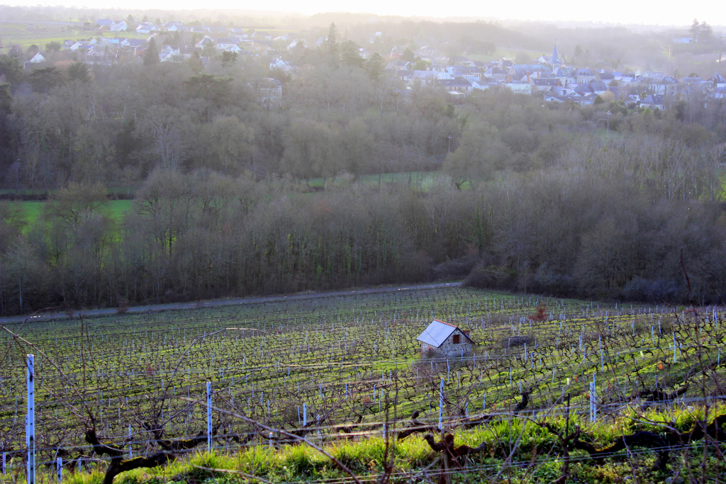 Excursion dans les coteaux : Clos des Cocus &amp; Montbenault lanjoudanslesvignes.wordpress.com/2020/01/19/exc…