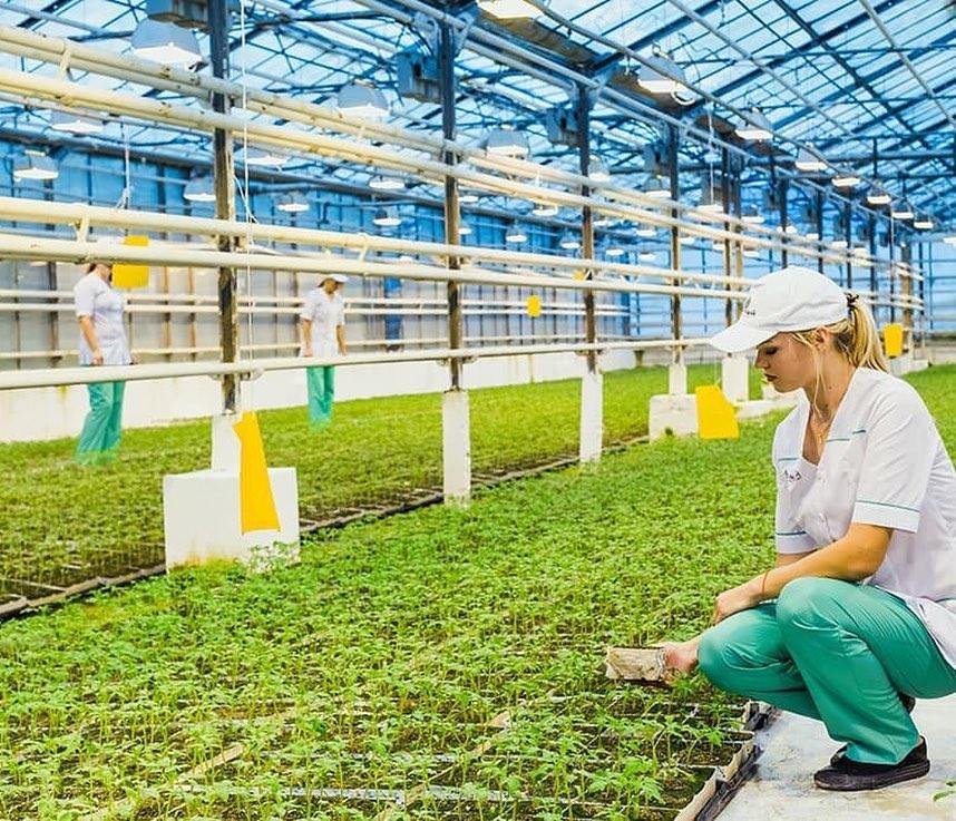 агрокомбинат южный карачаево-черкесия. тепличный комбинат южный усть-джегута. агрокомбинат южный карачаево-черкесия. гора загедан. южный комбинат джегута.