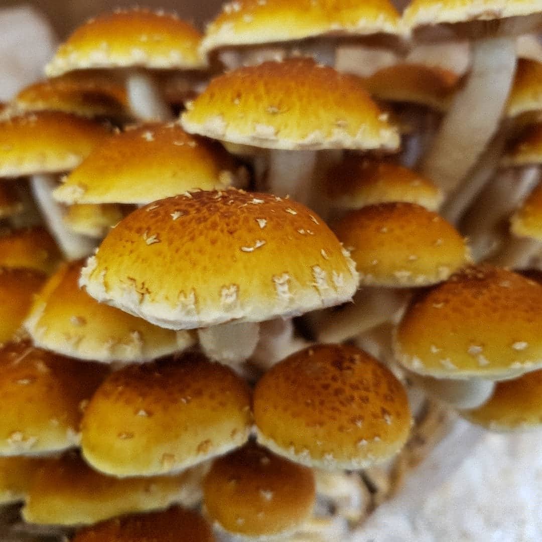 Chestnut mushrooms are quickly becoming one of our most popular varieties. They have a unique flavor and crunch that sets them apart from other mushrooms.