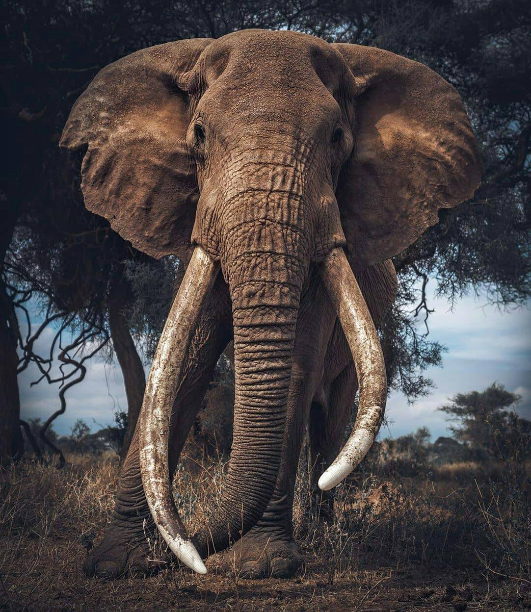 TudiscoveryLA's tweet photo. Foto de @markjdrury. Este gigante gigante es mi favorito. # Salvaje # Naturaleza # Vida Silvestre #Animales #Amboseli #Kenya #Africa #Elefante #Igs_Africa #Wildeyesa #Earthcapture #SavetheElephants https://t.co/LoDcWxlN8x