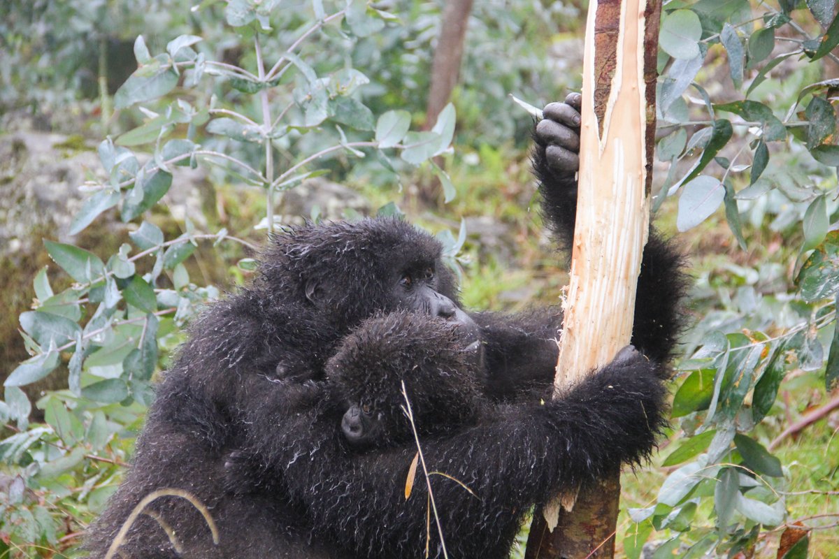 SavingGorillas's tweet photo. Gorillas are vegetarian and only eat plants, but did you know that their diet doesn't only consist of leafy greens? They love to eat bark as well! Here are a few photos of some gorillas enjoying a meal!

📸: Veronica Vecellio &amp; Cedric Ujeneza https://t.co/13INSX6uX0