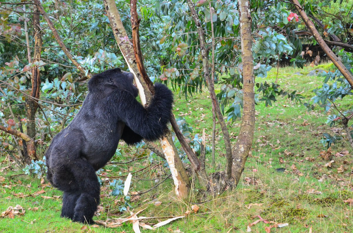 SavingGorillas's tweet photo. Gorillas are vegetarian and only eat plants, but did you know that their diet doesn't only consist of leafy greens? They love to eat bark as well! Here are a few photos of some gorillas enjoying a meal!

📸: Veronica Vecellio &amp; Cedric Ujeneza https://t.co/13INSX6uX0