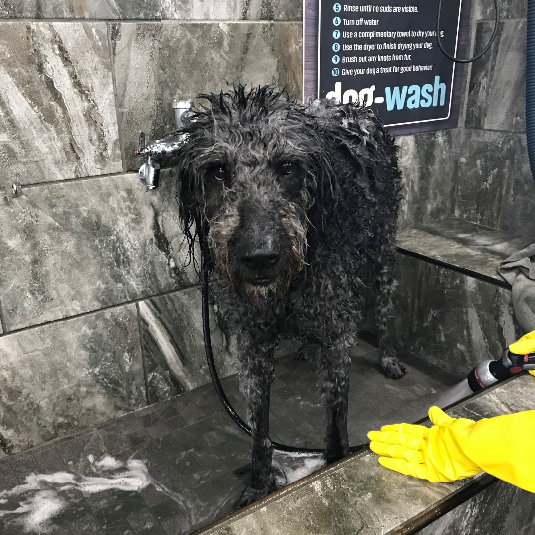 pet supermarket self serve dog wash