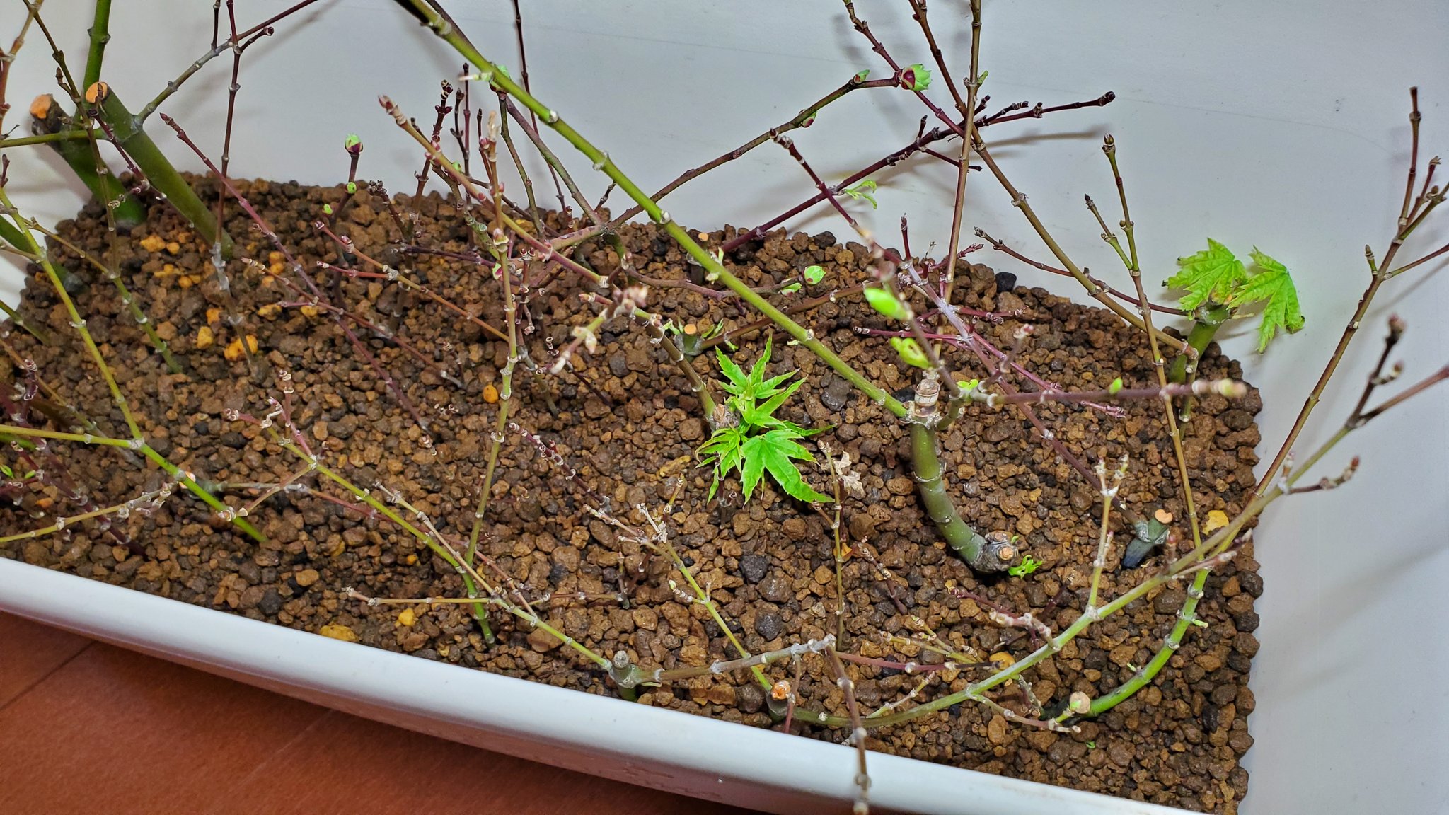 つりきっぷのガーデニング奮闘日記 1 29 本日の挿し木 新たに8本がお亡くなりになりました 2つわかったことは つぼみが黒いとアウト つぼみが赤だとセーフ そして 葉っぱが咲いていてもアウト むしろ葉っぱが咲いたからか 色々と調べて次につなげ