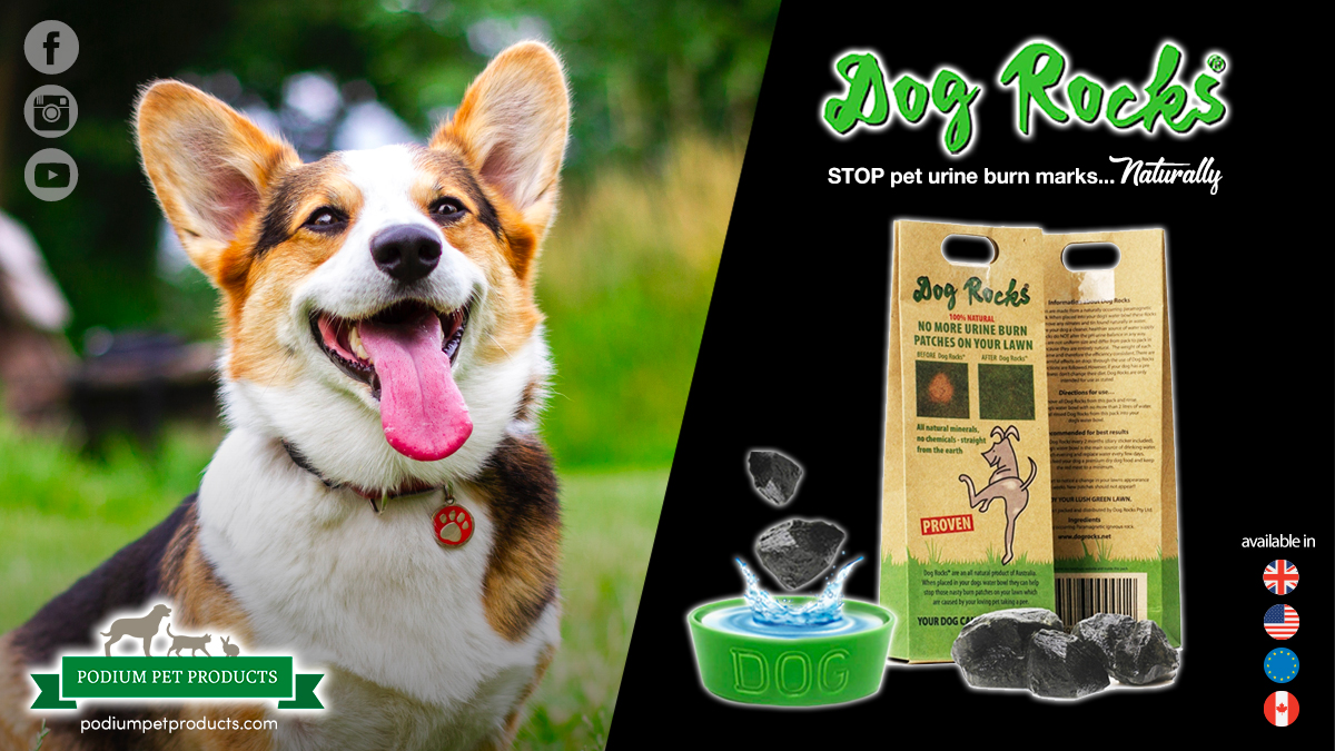 DogRocksHQ's tweet photo. 🐶🐶 #MyDogRocks ! 🐶🐶
#DogRocks the 100% natural solution to pet urine burn marks!
You can find us in the Surrey Hall on stand D2 at #PATS Sandown - come & have a PowWow! Please also visit https://t.co/r7qkXLT52P for more info.
#dogs #PATSSanddown #PATS2020 #thepetsbiz https://t.co/7zwhOhjrQA