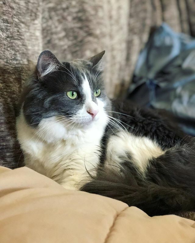 KaylaIzard's tweet photo. She knows she could model

#catsofinstagram #catlife https://t.co/W8Hc7pvhMx https://t.co/PrBchYJdba