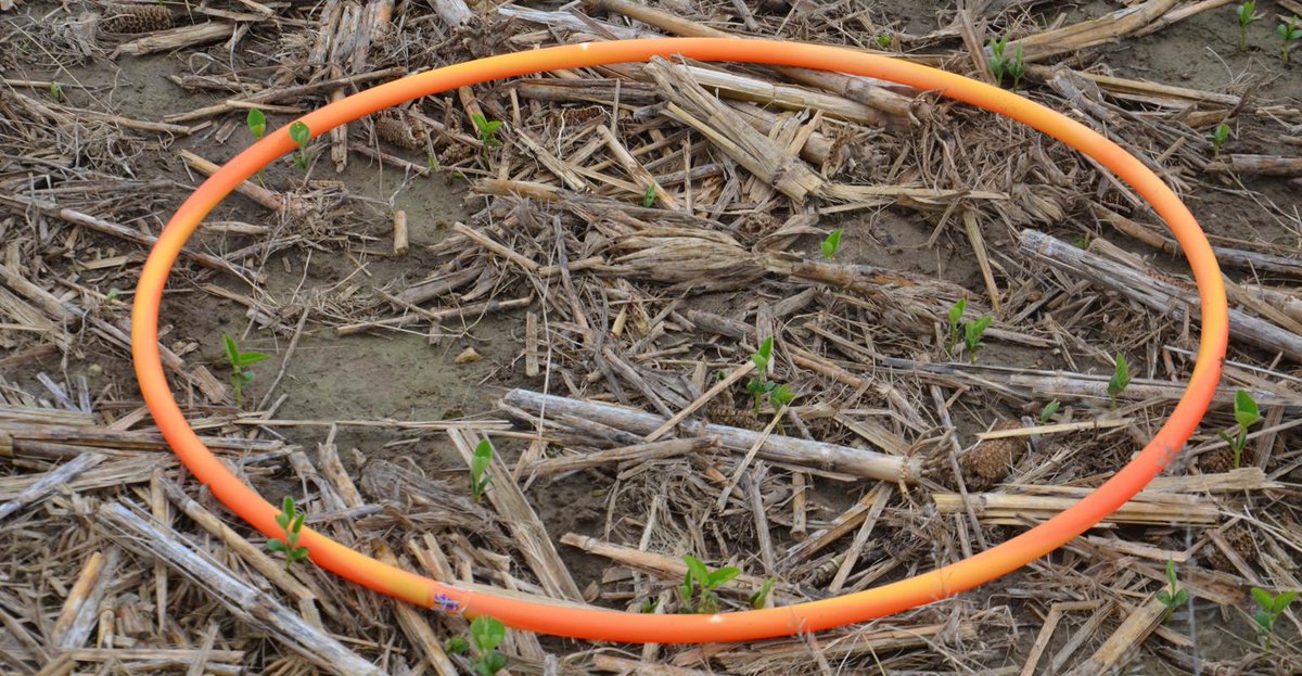 csdigest's tweet photo. Several factors influence soybean seeding rate
Soybean Corner: Consider planting date, weather forecast and seed germination rate. https://t.co/nH4ZUTxlYF #seedingrate #plant20 #grow20 #farm #agriculture #soybean #weather https://t.co/hd2p1A7O4n