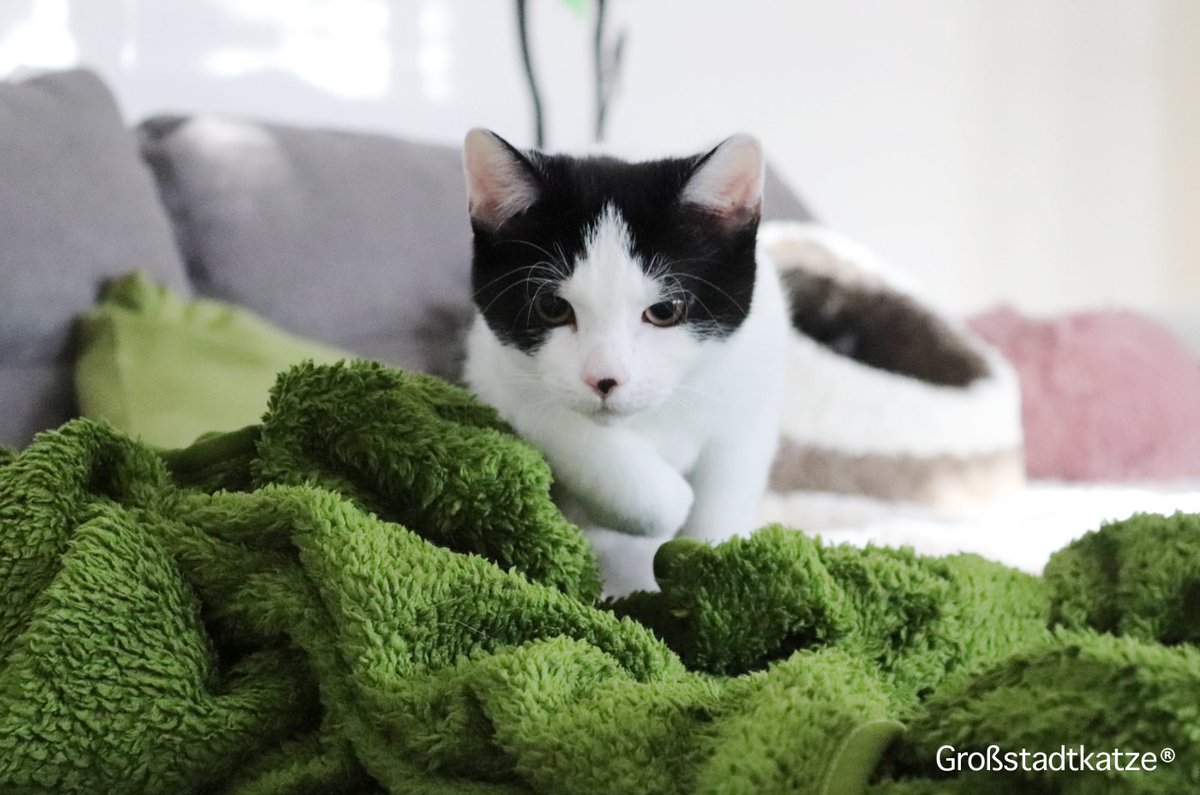 Metropoliscat's tweet photo. Es gibt Futter! 😂 #cats #katzen https://t.co/gckJsDIBSK