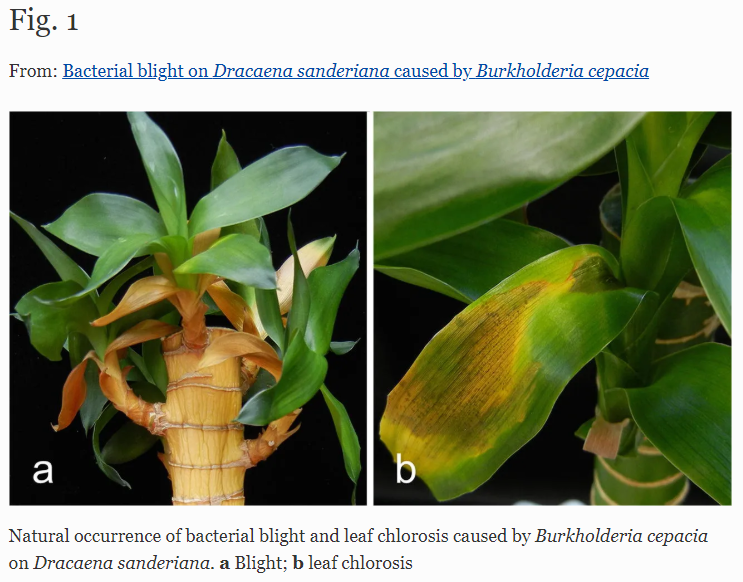Australasian Plant Disease Notes is a publication of the Australasian Plant Pathology Society.