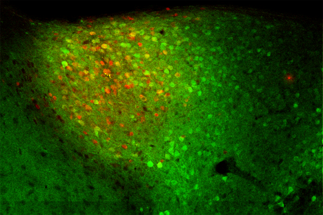 A rendering of neurons. The broader population of neurons is represented in green while neurons storing a specific fear extinction memory are represented in red.