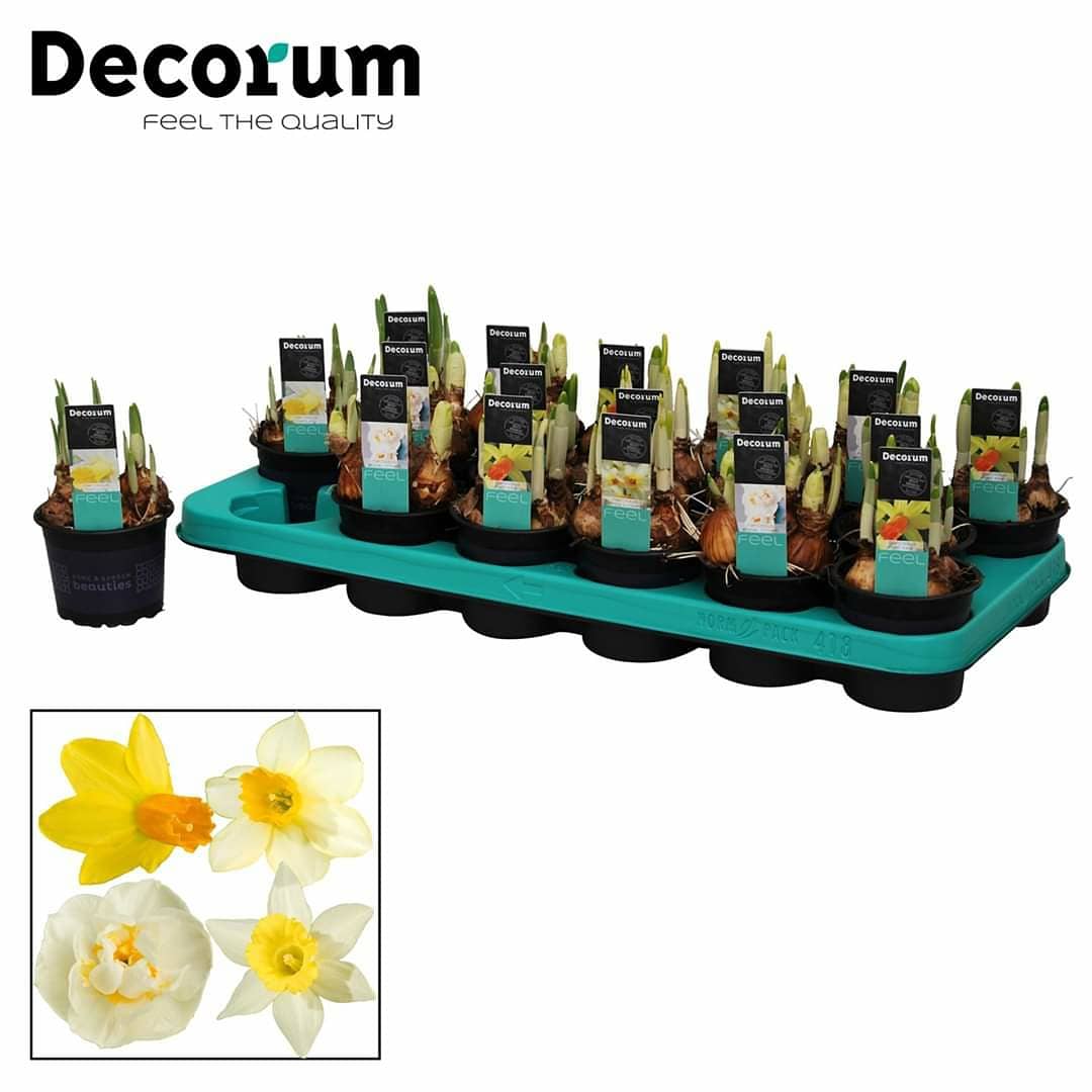 Rograplant's tweet photo. NUEVOS EJEMPLARES DECORUM!!! 💐
Añádelos a tu pedido de hoy y diferénciate de tu competencia. #Spathiphyllum #Irismezclado #Hyacinthus #Narcissus #Rograplant ✅ https://t.co/LwqFISyCAs ✅ https://t.co/dnsuOLTKSc