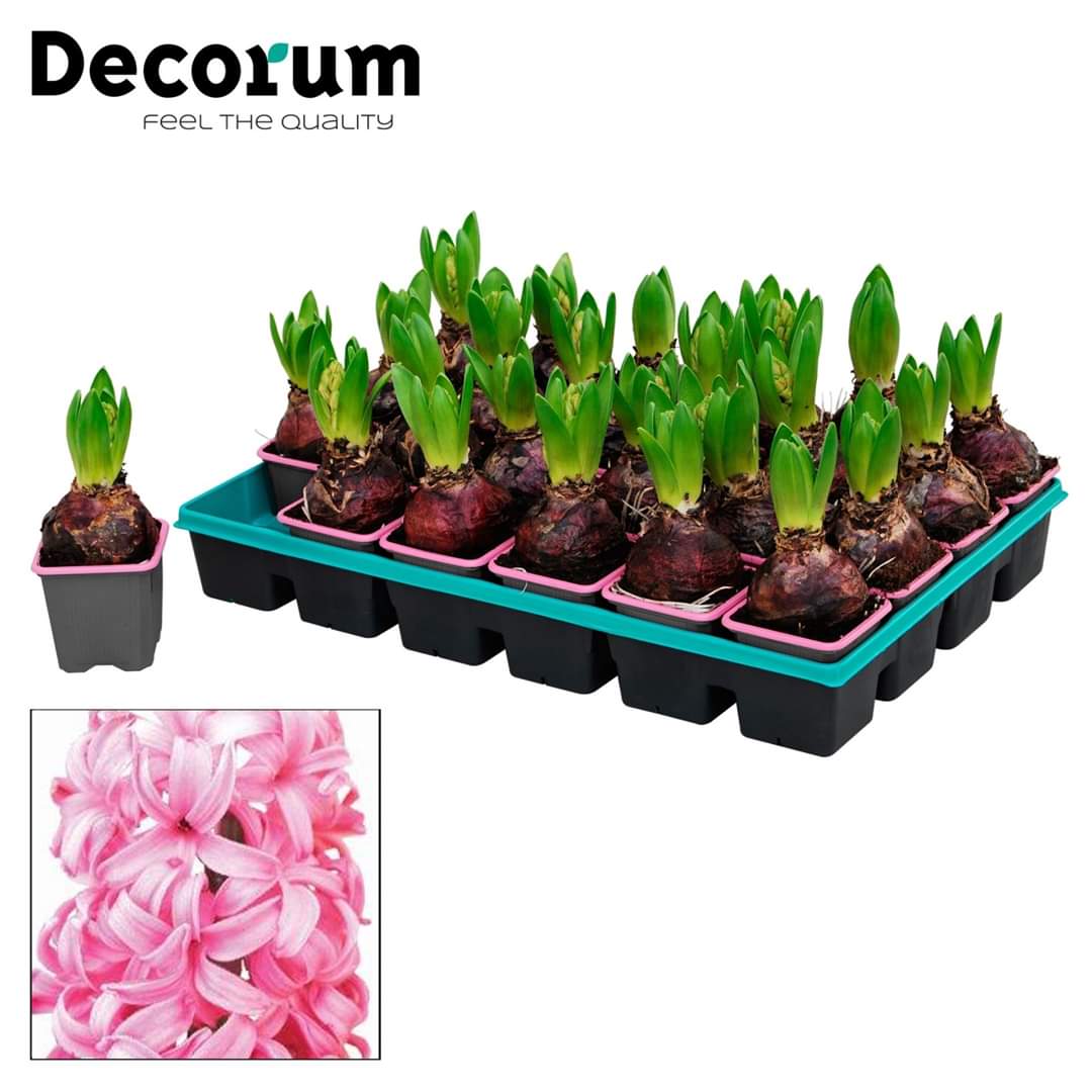 Rograplant's tweet photo. NUEVOS EJEMPLARES DECORUM!!! 💐
Añádelos a tu pedido de hoy y diferénciate de tu competencia. #Spathiphyllum #Irismezclado #Hyacinthus #Narcissus #Rograplant ✅ https://t.co/LwqFISyCAs ✅ https://t.co/dnsuOLTKSc