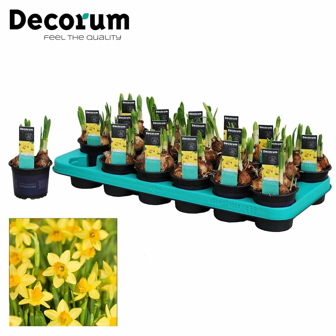 Rograplant's tweet photo. NUEVOS EJEMPLARES DECORUM!!! 💐
Añádelos a tu pedido de hoy y diferénciate de tu competencia. #Spathiphyllum #Irismezclado #Hyacinthus #Narcissus #Rograplant ✅ https://t.co/LwqFISyCAs ✅ https://t.co/dnsuOLTKSc