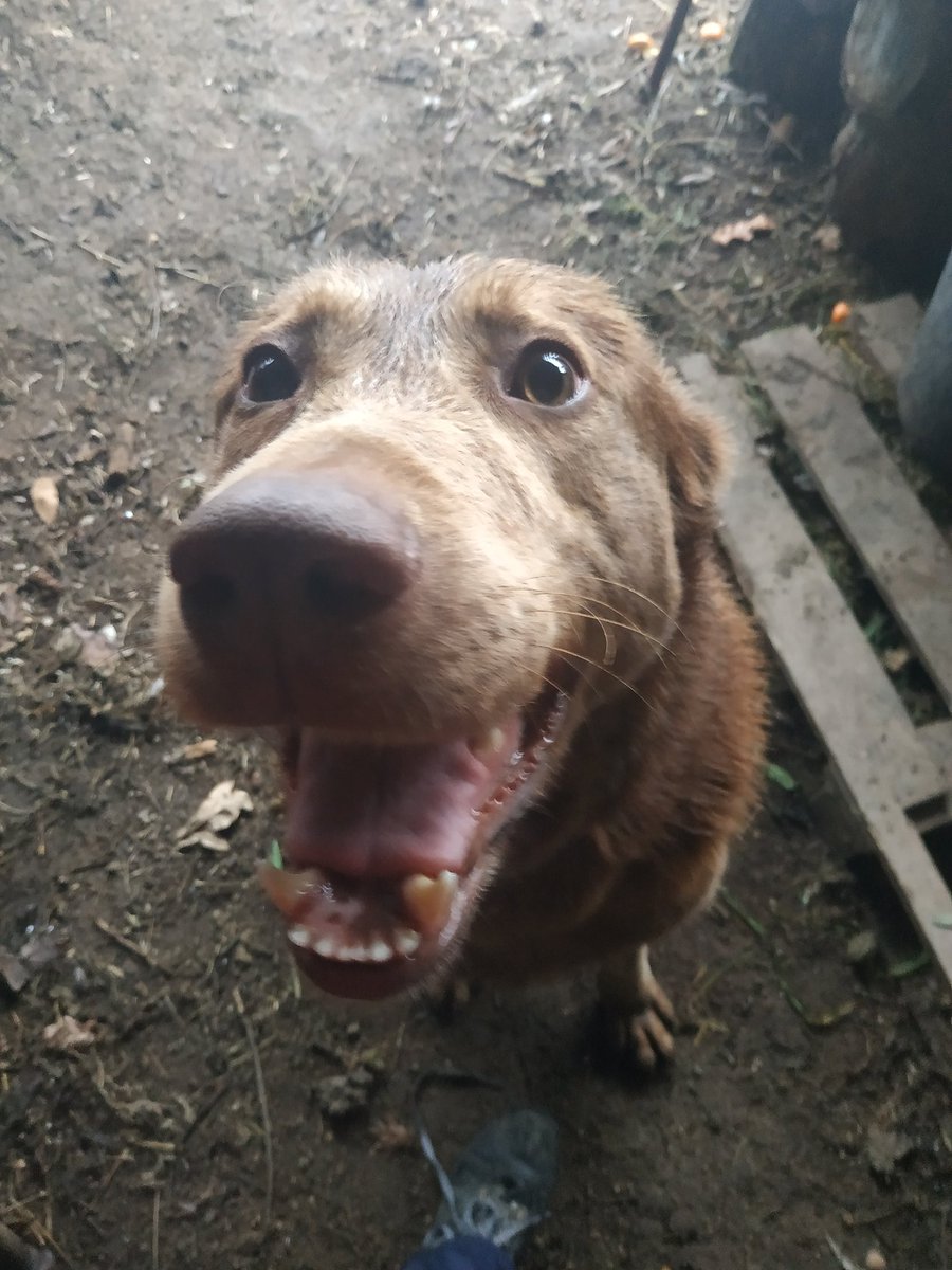 Samuca_0109's tweet photo. Fiquem aí com o meu cão com olhos loucos https://t.co/DfJFYIRaeo