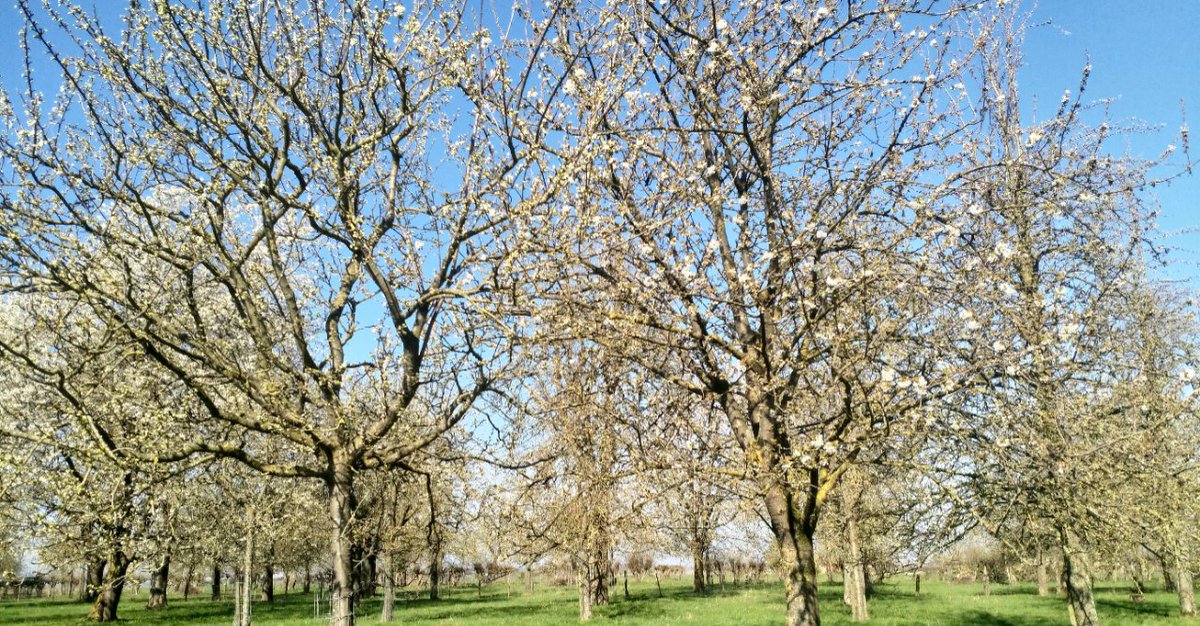 Binnenkort gaat onze #kampeerboerderij weer open!
We hebben op onze #website alvast een agenda geplaatst waar al leuke en bijzondere evenementen op staan.
Zoals deze:
De bloesem wandelingen! dat is genieten!
hofvanlibeek.nl

Foto: ALLMEDIALAB