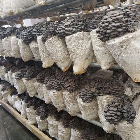 Our blue oyster grow room in full swing!