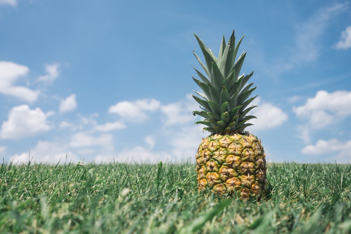 HealthyRecSea's tweet photo. How to make pineapple juice for weight loss?

https://t.co/lwIl2pa13a

#pineapple #pineapplejuice #weightloss #loseweight #slimming   #food #healthy #yummy #instafood #picoftheday #bestoftheday #WednesdayWisdom #WednesdayThoughts #WednesdayMotivation https://t.co/WMYnUU3EPt