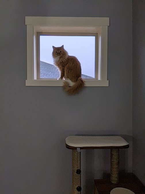 ByzantineGreg's tweet photo. @ArielBilskey  does your orange cat stare longingly at the kitchen from a high windowsill like mine? https://t.co/KtCKoDeF0R