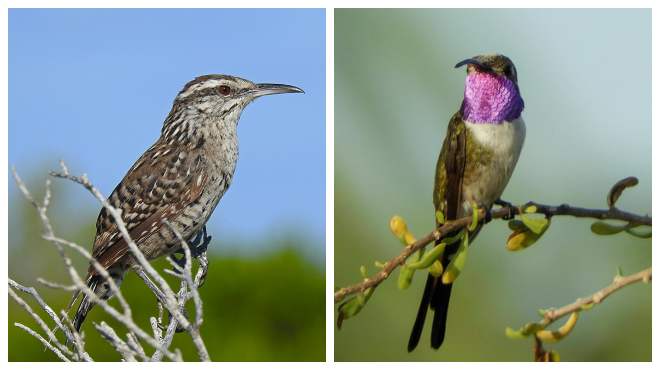 Un1onYuc's tweet photo. Especies endémicas de Yucatán en peligro de extinción https://t.co/2XHKTEquHA https://t.co/dWwqtTzgNX