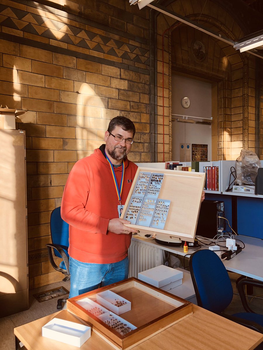 NHM Coleoptera tweet media