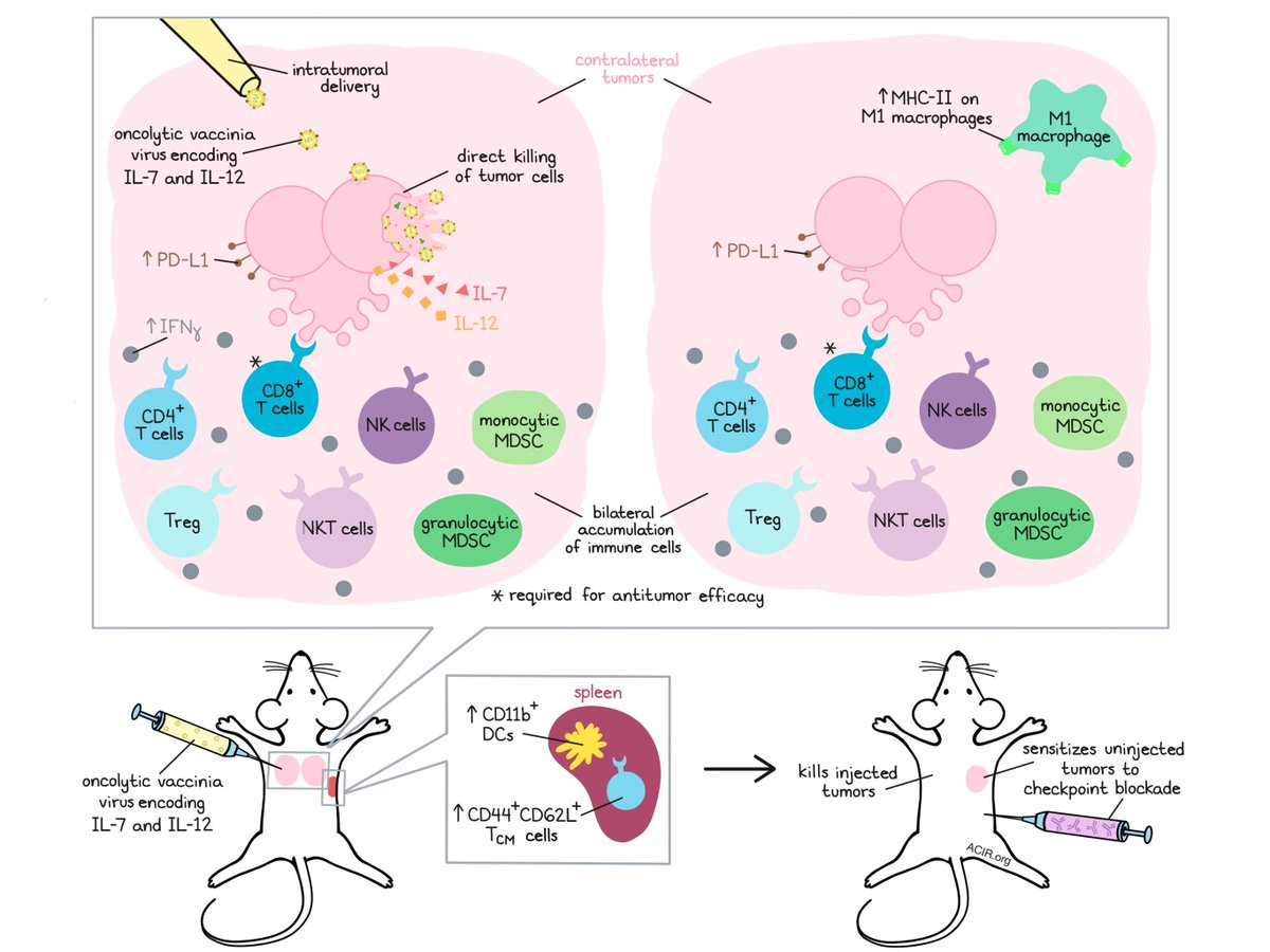 ACIR_org's tweet photo. This oncolytic virus encodes immune-boosting cytokines for extra tumor-killing power #oncolyticvirus #cytokines. Read our digest here => https://t.co/rdw6iUhIlD @AstellasUS https://t.co/mjRRePGl9v