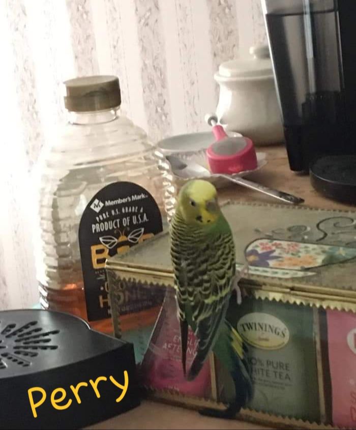 animalarknc's tweet photo. Tea Party essentials.. hot water, tea, honey and at least one pretty bird guest of honor. ❤🐦
Doesn't everyone's pet want to be the special guest? 
#mayijoinyou #teafortwo #bemyguest #animalarkvet #birds https://t.co/s0Bif57sq2