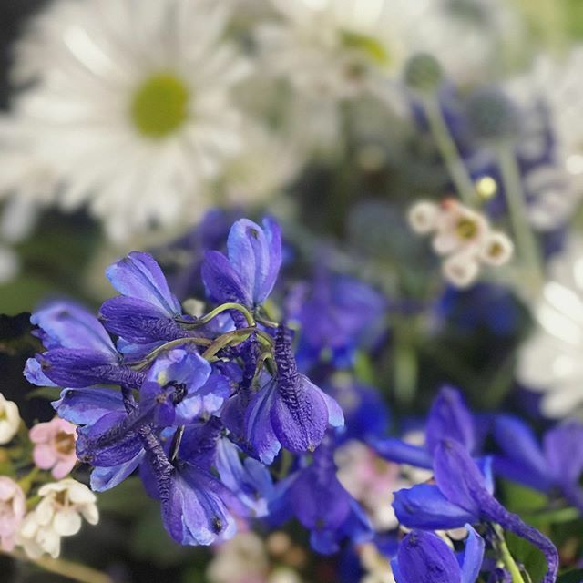 daniellequarmby's tweet photo. Pretty flowers #kindofblue #wildflowerstyle https://t.co/XewDBLCpDb https://t.co/gXyEXpHfL1