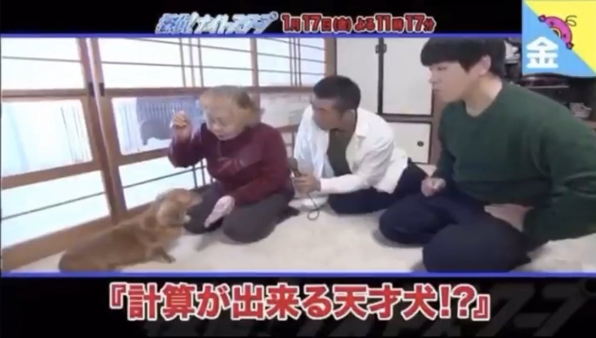 企画 政光 真吾 一週遅れで 探偵 ナイトスクープ を視聴 計算ができる天才犬 依頼人はいぬの有馬君 いぬ T Co Fhsn9lma2i Twitter