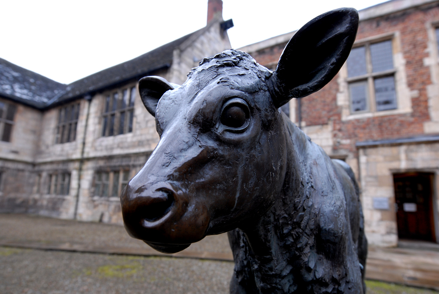 Photo of bronze statue of a calf in King's Manor Courtyard