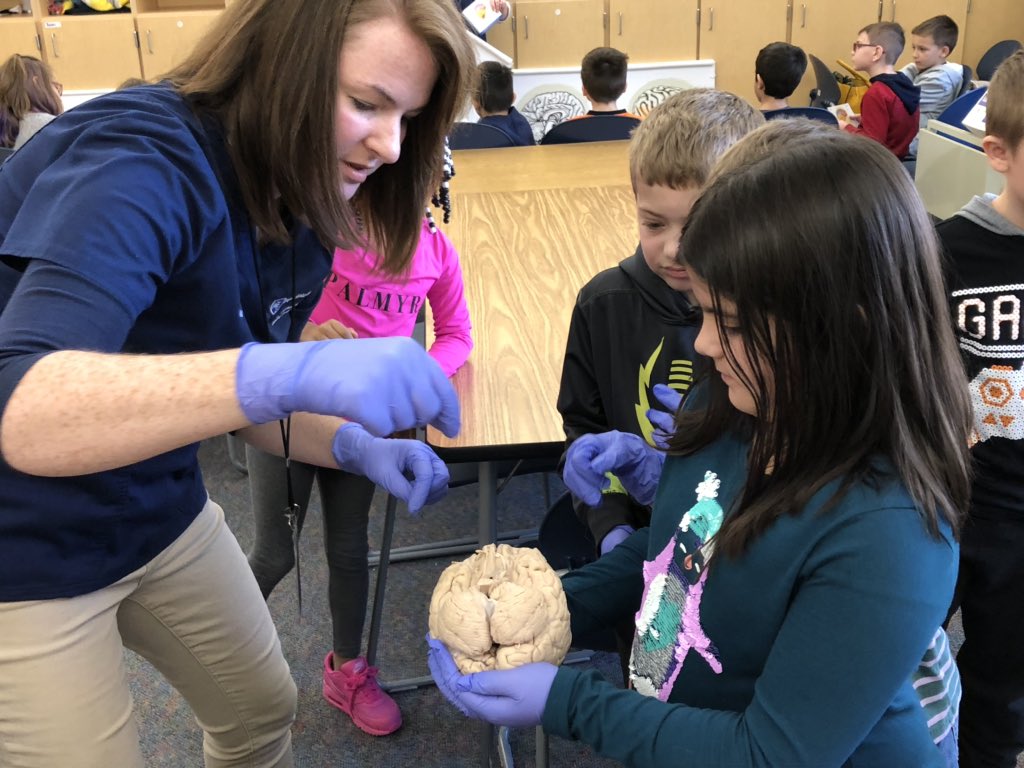 StemPasd's tweet photo. Thank you to Alicia, Kathy and Randa from Penn State Hershey Medical Center for sharing their expertise on brains with our @pinestreetelem second graders today! #realworldstem https://t.co/JR0MDpXsho