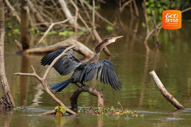 Ecoterra_Exp's tweet photo. Do you know the name of this bird? Leave it in a comment! ••• ¿Sabe cual es el nombre de este pájaro? Déjelo en un comentario! 
#ecoterraexpeditions #costarica #travel #birdwatching #birdsofcostarica https://t.co/4eMZUVxhKe
