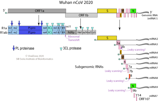 Annotating the #nCoV proteome. Spike has many variations in the bulk head of the protein. Compared to #SARS it lacks NS8a and b, but got a very different ns8 similar to many bats CoV. Also seems to encode for ORF14 found in bats CoV. The ORF10 from RefSeq is still hypothetical.