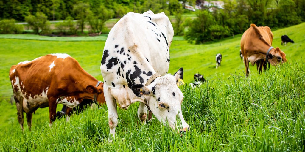 We believe that organic is a way to make food without shortcuts. #WednesdayWisdom bit.ly/38NP4NJ
